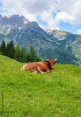 Cows in the Alps between Austria and Switzerland