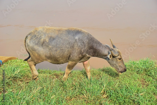 Fototapeta Naklejka Na Ścianę i Meble -  buffalo by the river