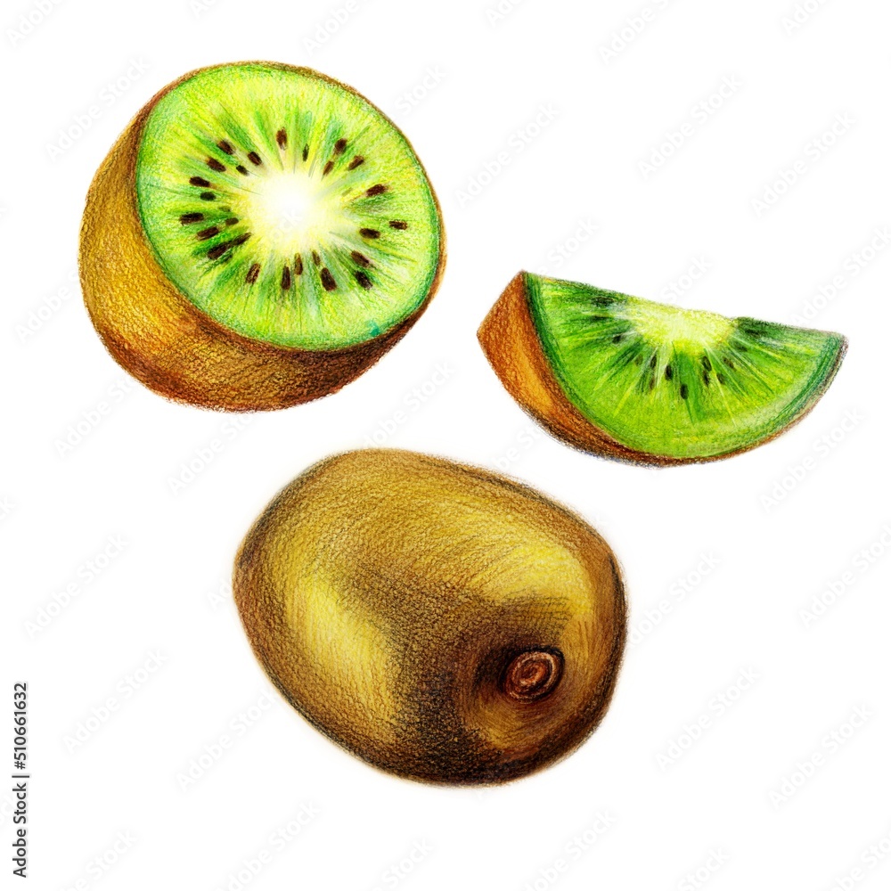 Fototapeta premium Whole and slices of ripe kiwi, drawn with colored pencil on an isolated background. For the design of natural organic elements.