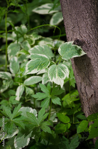 Wallpaper Mural Unusual leaves Torontodigital.ca