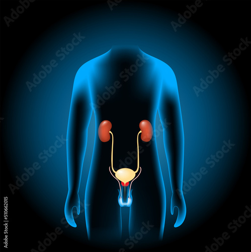 Male Genitourinary system