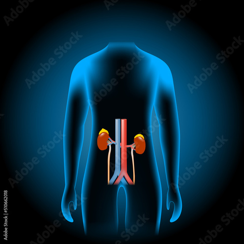 human renal system into x-ray blue realistic torso.