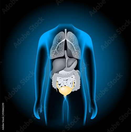 Human internal organs. x-ray blue realistic torso.