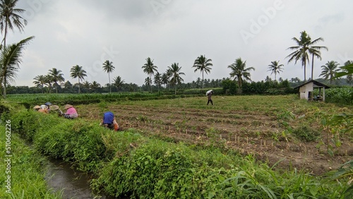 walking in the field