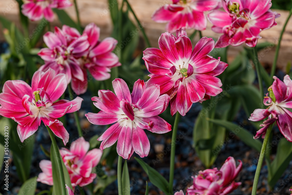 Unusual pink tulips in the garden