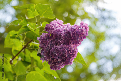 Double lilac bush in the garden