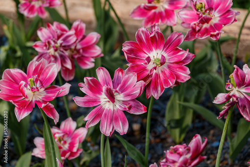 Unusual pink tulips in the garden