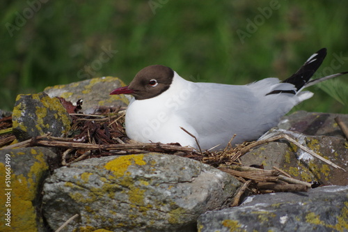 black headed gull on nest