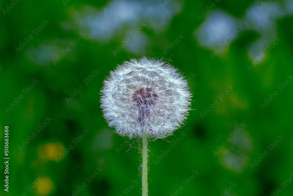 Obraz premium Dandelion on the background of greenery close-up. Very soft focus