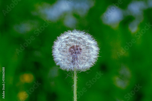 Dandelion on the background of greenery close-up. Very soft focus