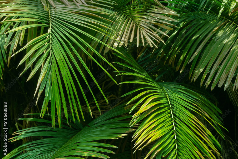 Green leaves growing up of a palm tree. Nature abstract stock image. Green leaves growing up of a palm tree. Nature abstract stock image.
