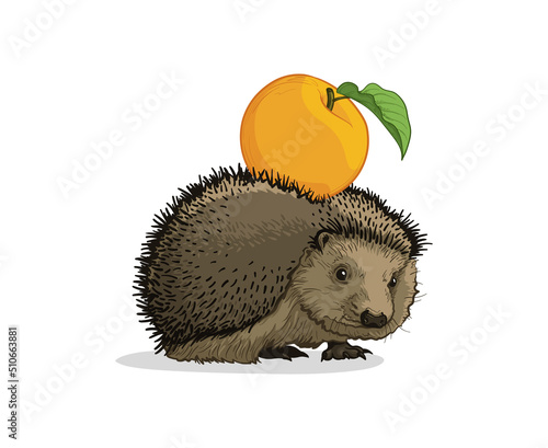 The hedgehog carries an apple on its back. Vector illustration.