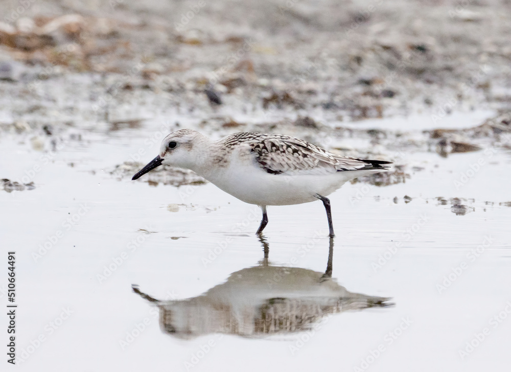 Obraz premium Der Sanderling (Calidris alba)