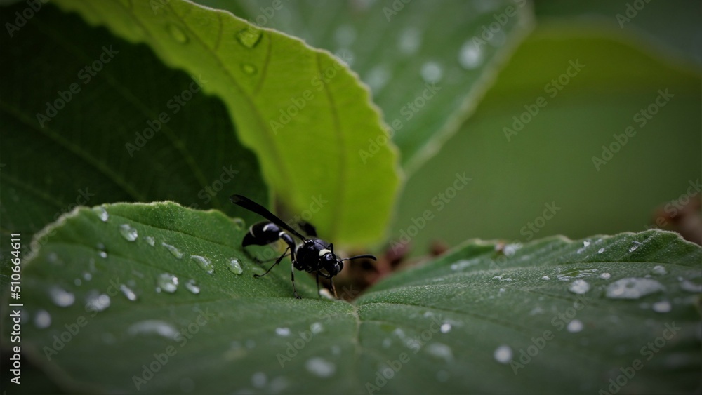 ant on leaf ant on leaf