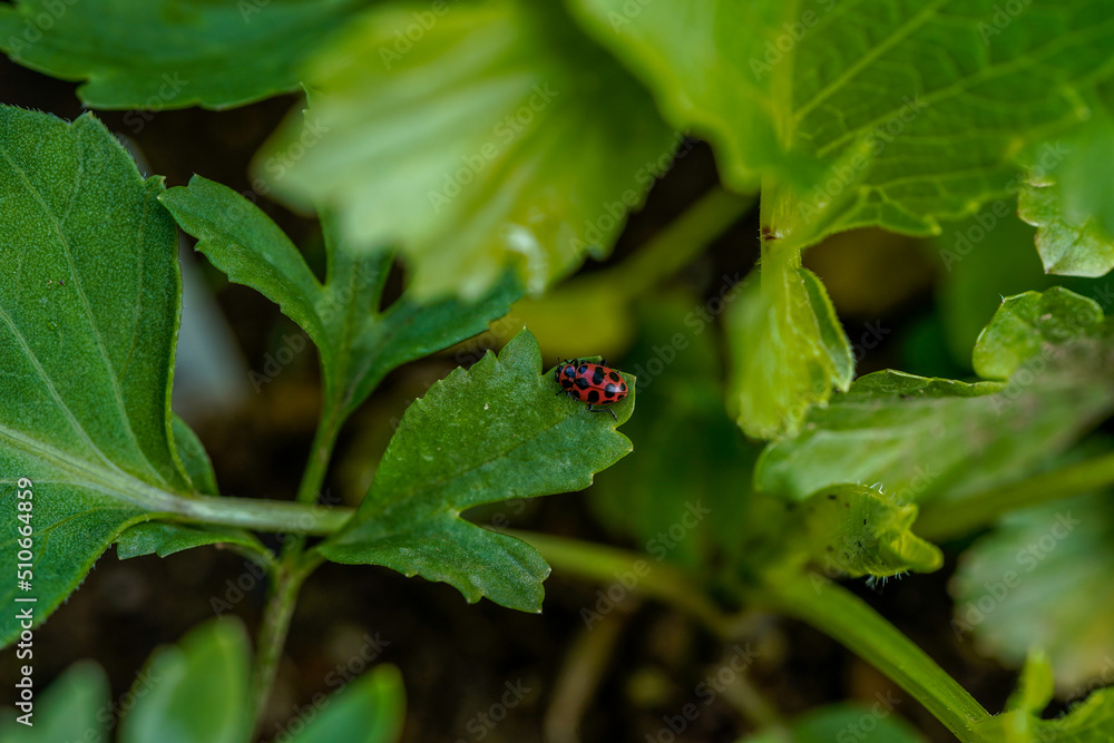 Macro image of a lady bug on the leaves of flowers growing outdoors. Macro image of a lady bug on the leaves of flowers growing outdoors.