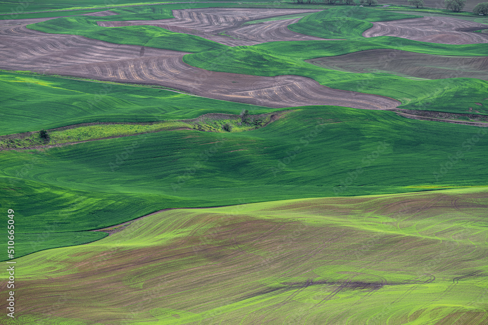 Palouse in Late Spring in Washington State Palouse in Late Spring in Washington State