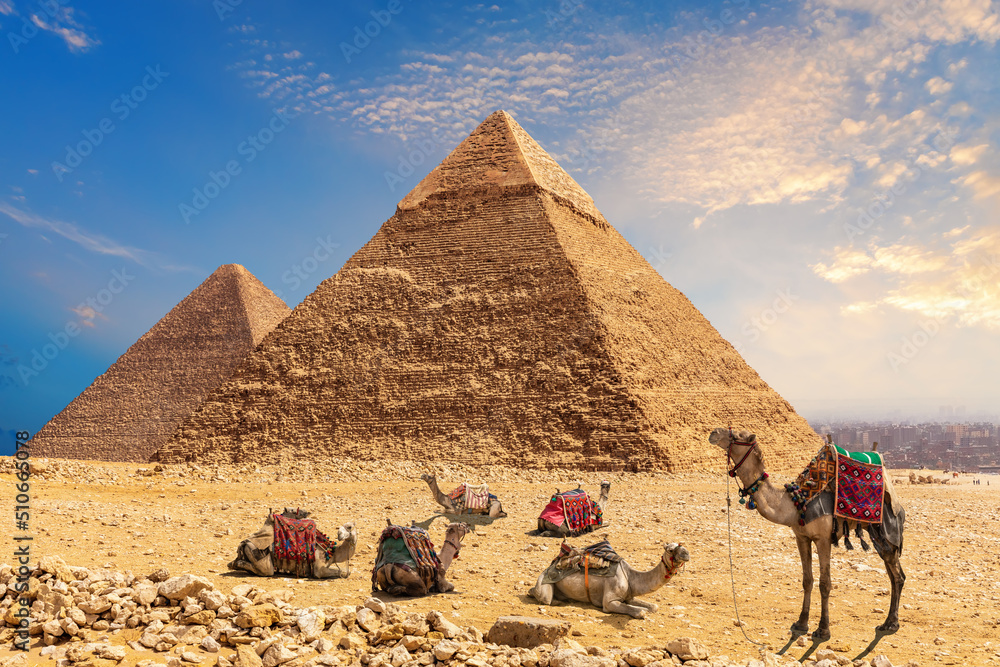 amel caravan resting in the desert by the Pyramid of Chephren and Cheops, Egypt, Giza