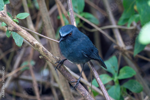 White-bellied blue robin (Sholicola albiventris) or white-bellied sholakili observed in Eravikulam National Park in near Munnar in Kerala, India