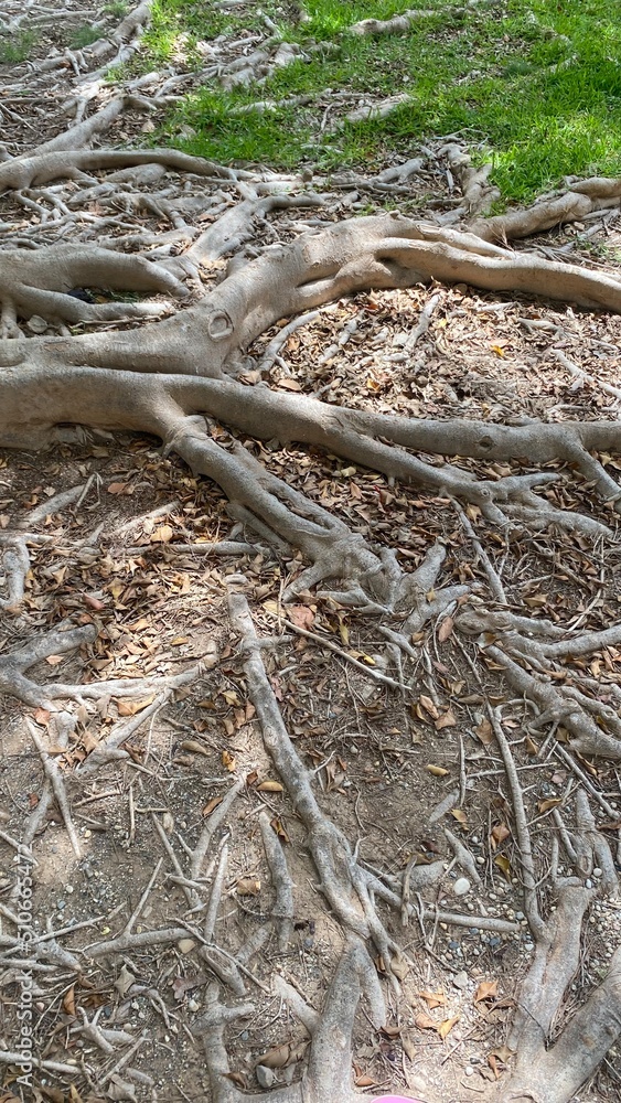 Raíces de un árbol Raíces de un árbol