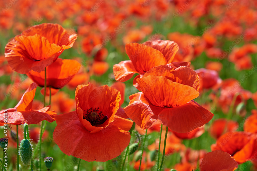 Blooming red poppy flowers in green field, Beautiful natural landscape in summertime Blooming red poppy flowers in green field, Beautiful natural landscape in summertime