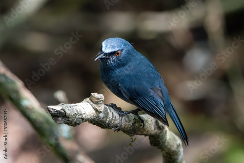 White-bellied blue robin (Sholicola albiventris) or white-bellied sholakili observed in Eravikulam National Park in near Munnar in Kerala, India