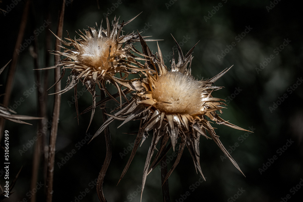 Fototapeta premium Milk Thistle, Silybum marianum dried in the field in Israel.