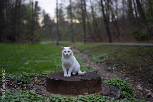 A white cat sitting on a manhole © Rena