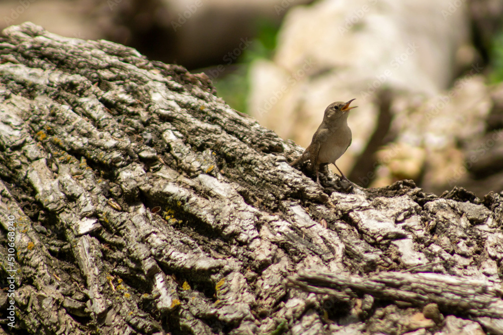 Tiny songbird on a tree stump