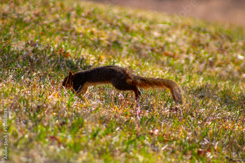 Squirrel jumping © Heidi