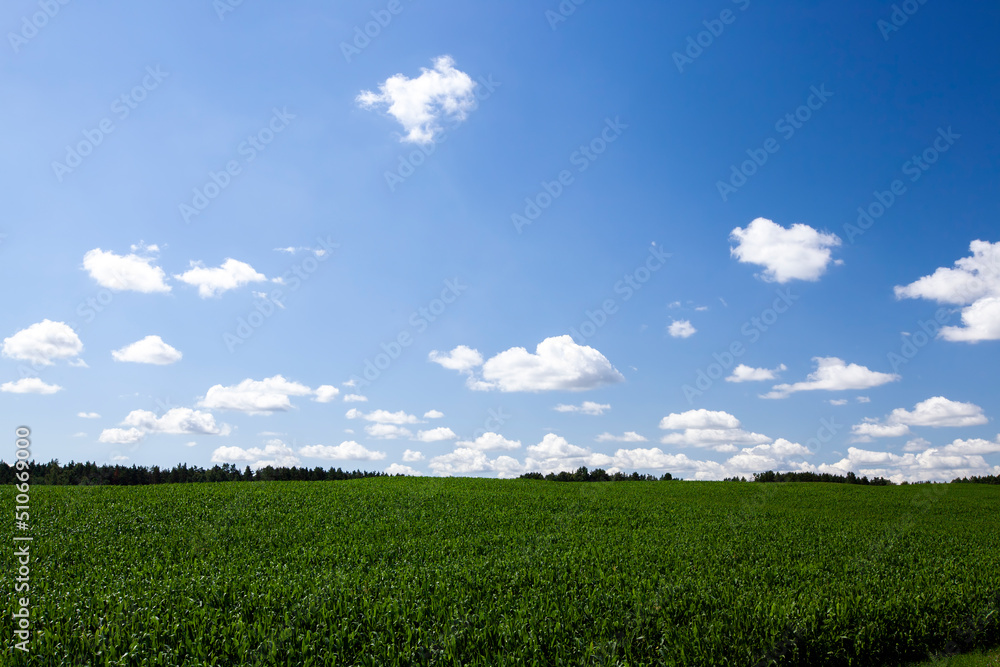 different green grass in the field in the spring season different green grass in the field in the spring season