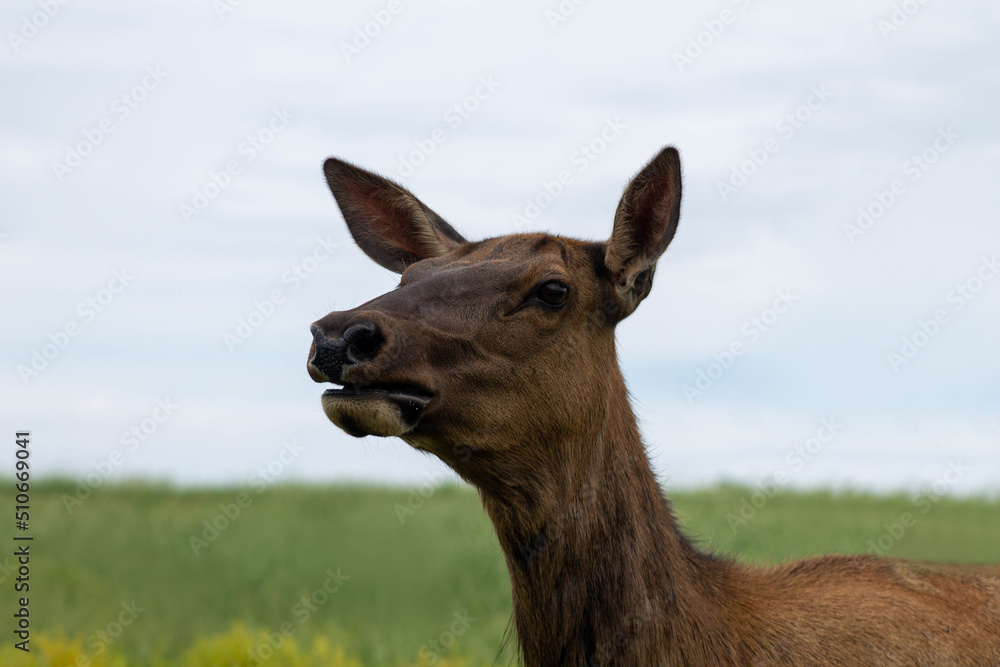 Elk calling for the herd