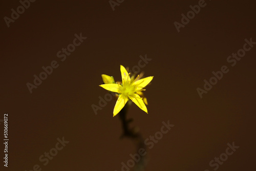 Yellow star flower blossom close up modern botanical background sedum lanceolatum family crassulaceae high quality big size prints photo