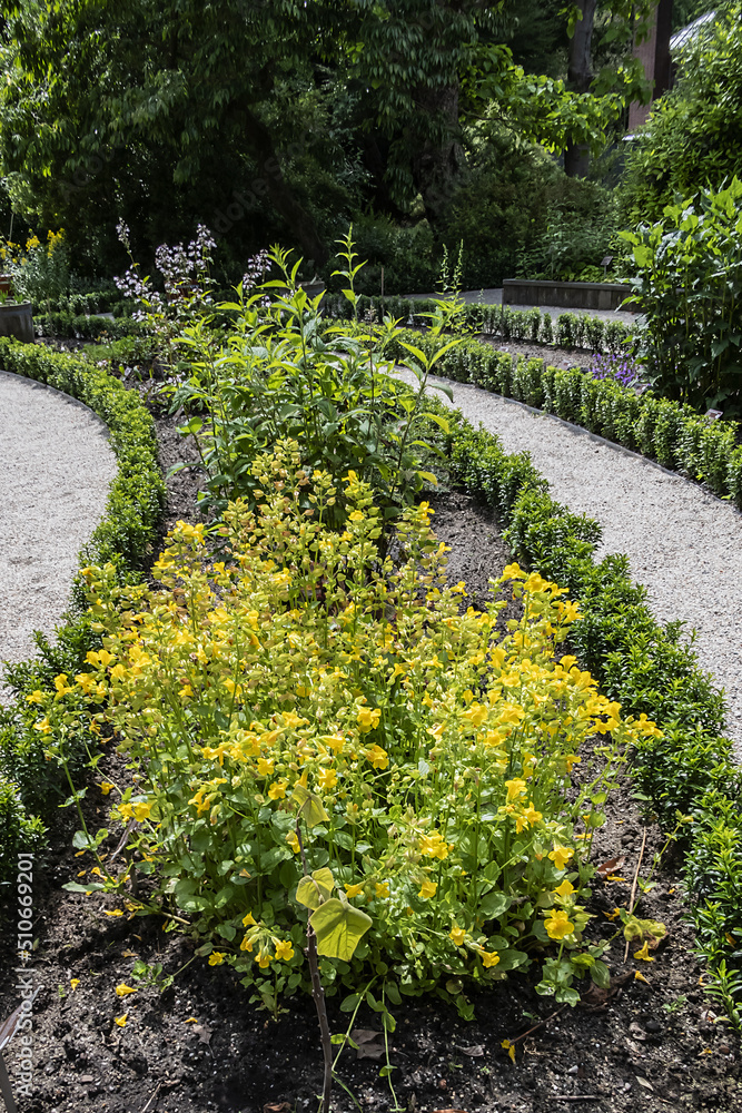 Naklejka premium Different flowers and plants in Amsterdam oldest botanical gardens (1638). AMSTERDAM, The NETHERLANDS.
