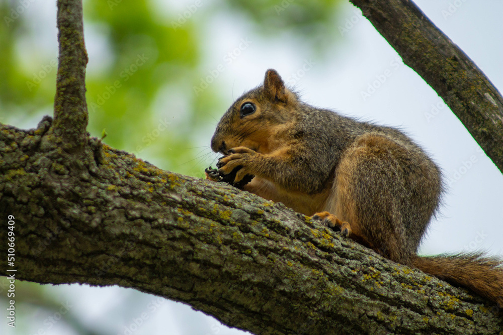 squirrel on a tree eating a nut