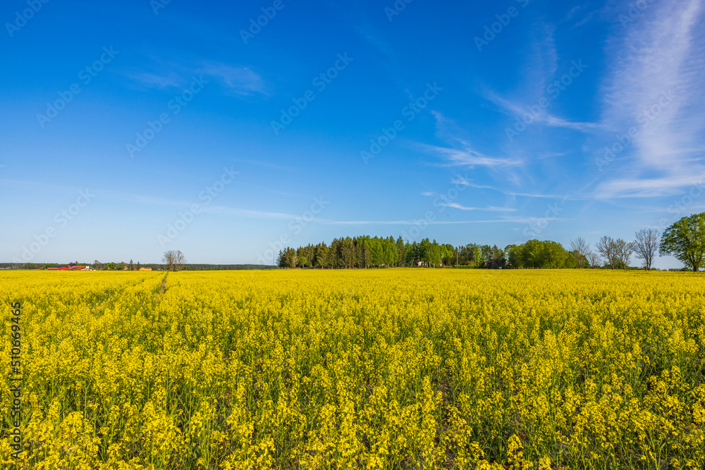 Summer view of flowering rapeseed field against blue sky. Sweden.