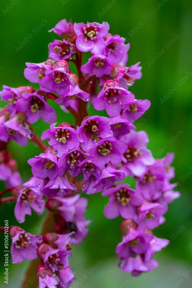Blooming pink Bergenia flower on a green background on a sunny day macro photography. Fresh elephant's ears flower with purple petals in springtime close-up photo. Blooming pink Bergenia flower on a green background on a sunny day macro photography. Fresh elephant's ears flower with purple petals in springtime close-up photo.