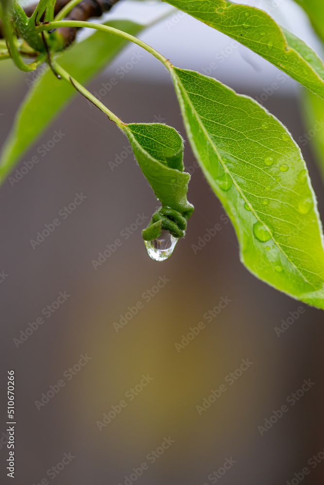 Obraz premium Green leaf with raindrops on a summer day macro photography. Fresh leaf of garden flowering plant with water drops springtime close-up photography. 