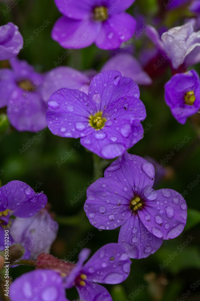 Blooming purple rock cress flowers with raindops in summer day macro photography. Blossom Aubrieta flowers with water drops on a violet petals in springtime close-up photo.	