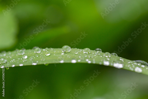 Green leaf with raindrops on a summer day macro photography. Fresh leaf of garden flowering plant with water drops springtime close-up photography.