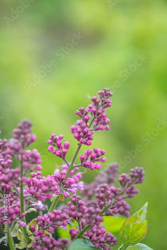 Blooming pink flowers of Astilbe macro photography on a summer day. Tall flowering plant of false spirea with small pink bud close-up photo in summer.