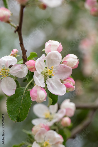 Apple blossom in springtime on a sunny day  close-up photography. Blooming white flowers on the branches of a apple tree macro photography. Cherry blossom on a sunny spring day.