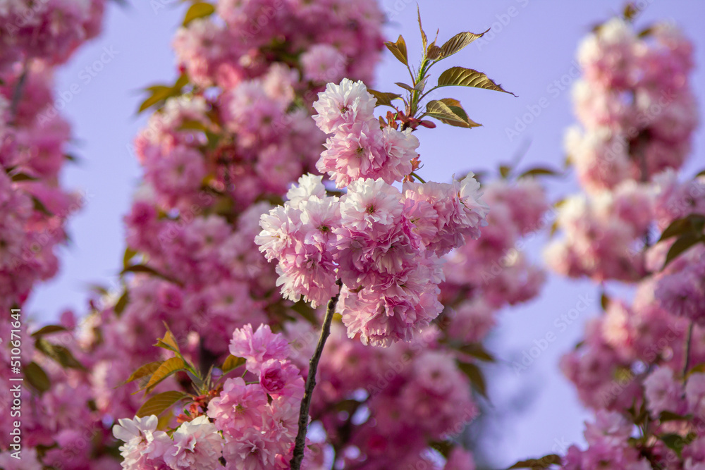 Beautiful blooming cherry tree – sakura branches with pink flowers growing in a garden. Spring nature background.