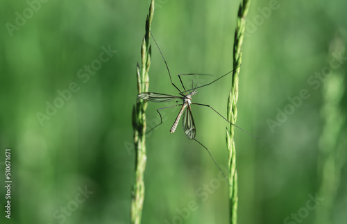 A long-legged mosquito on the green grass.An insect in the wild. Selective focus. Copy space.