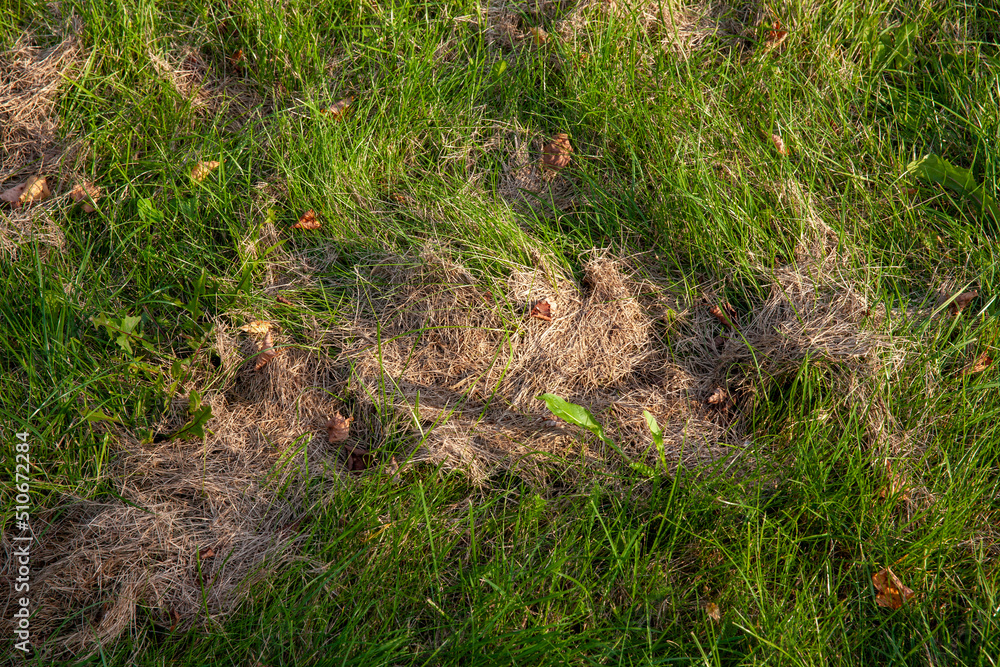 mown sun-dried grass during forage harvesting for livestock mown sun-dried grass during forage harvesting for livestock