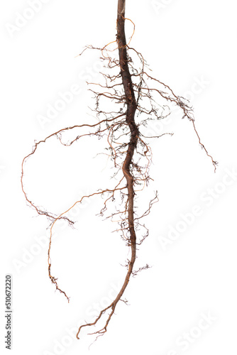 apple tree roots is isolated on white background