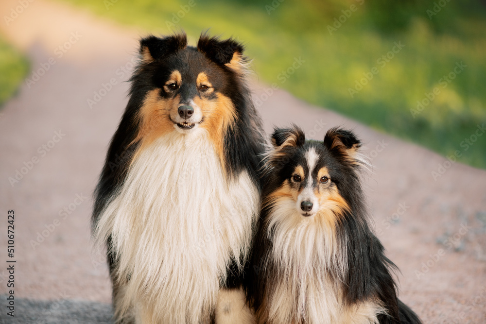Two Sheltie dogs on gravel path in park, close-up portrait.