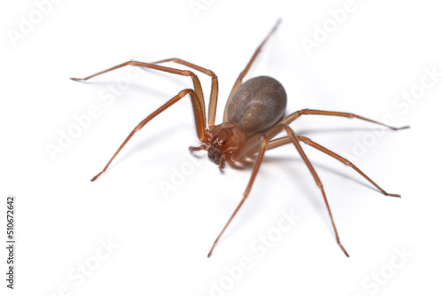 Closeup picture of a female of the Mediterranean recluse spider Loxosceles rufescens (Araneae: Sicariidae), a medically important spider with cytotoxic venom photographed on white background.