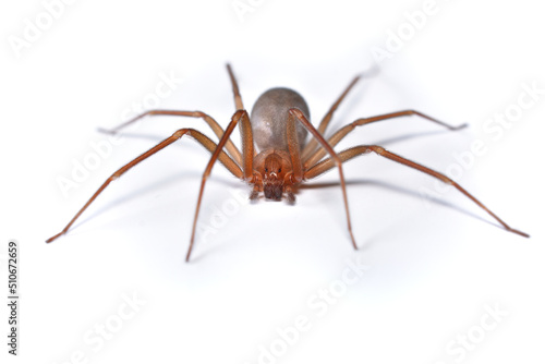 Closeup picture of a female of the Mediterranean recluse spider Loxosceles rufescens (Araneae: Sicariidae), a medically important spider with cytotoxic venom photographed on white background.