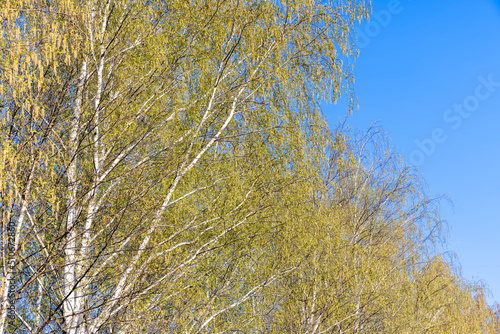 birch trees in the spring season with a lot of earrings during blooming