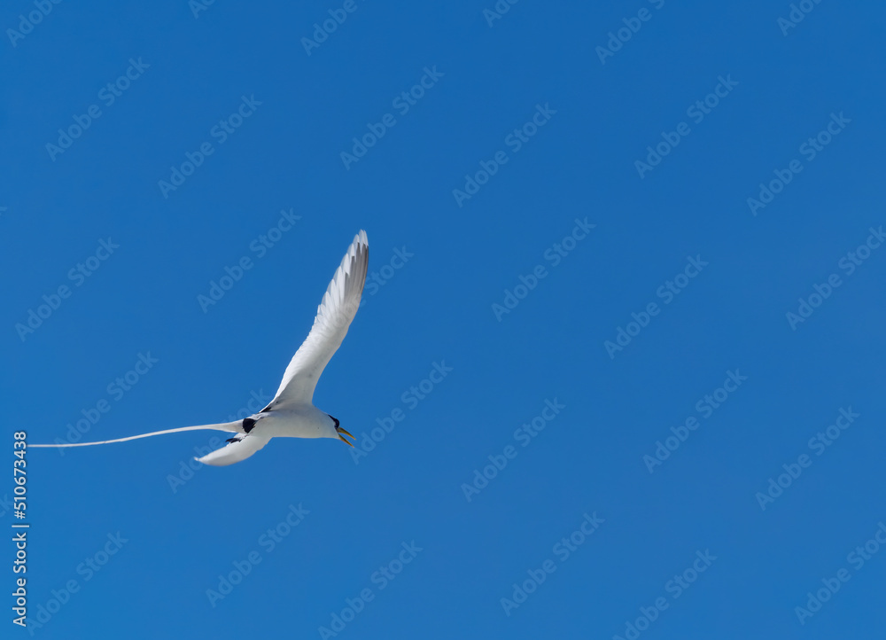 The white-tailed tropical bird (Phaethon lepturus) flying over Seychelles The white-tailed tropical bird (Phaethon lepturus) flying over Seychelles